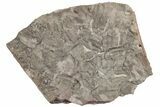 Ordovician Trilobite Mortality Plate (Pos/Neg) - Morocco #194171-4